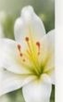 A white lily